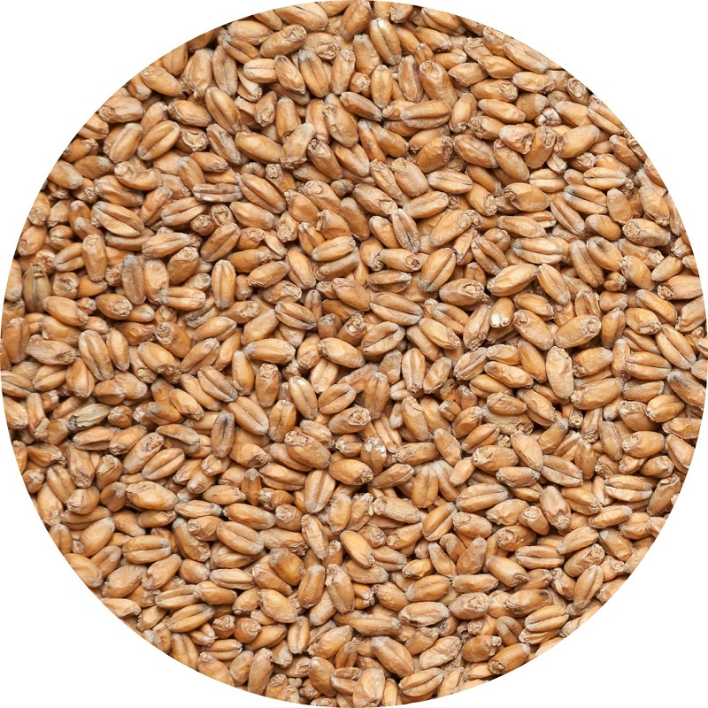 Солод пивоваренный Пшеничный - фото